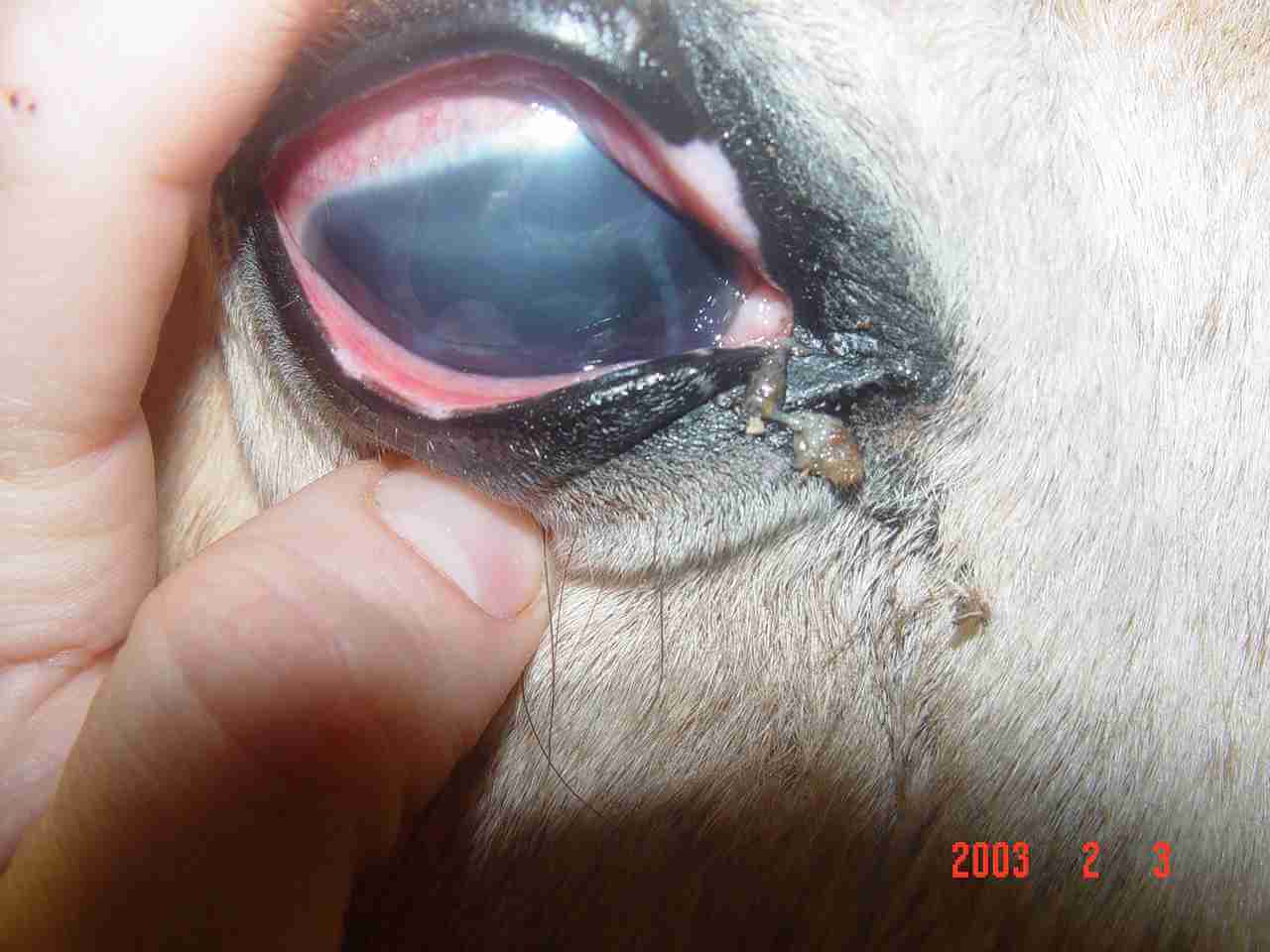 Eye Infections in Horses  