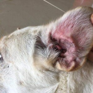 shutterstock 460731100