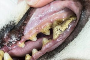 Dog Dental Tartar and Bad Breath